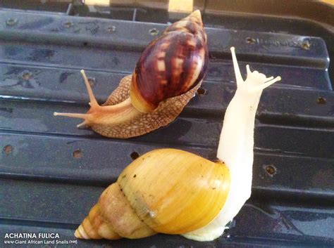 ACHATINA FULICA - GIANTAFRICANLANDSNAILS