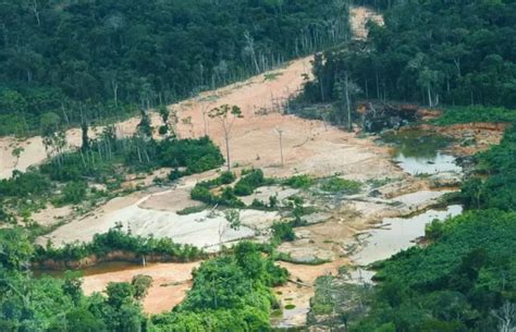 Justiça manda governo criar novo plano contra garimpo em terra Yanomami