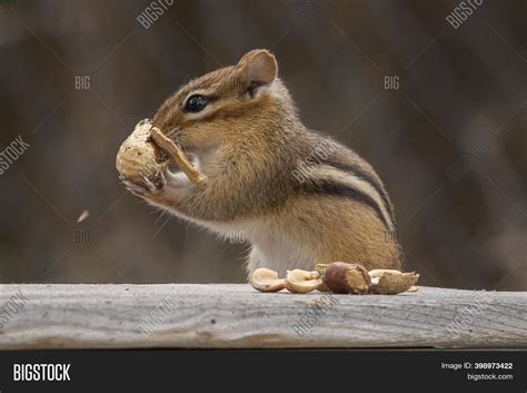 Chipmunk Removing Image & Photo (Free Trial) | Bigstock