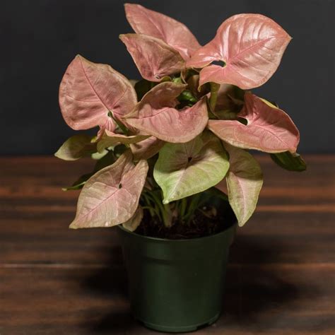 Amulya Farms Nursery Rare Syngonium Pink Healthy Live Plant Indoor