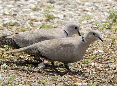Collared Doves Are Now More Common Residents In Minnesota