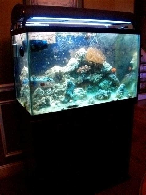 Gal Oceanic Reef Tank Reef Reef Saltwater And Reef Aquarium Forum