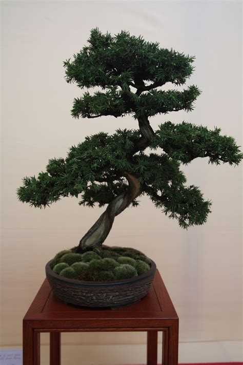 Conifer Bonsai trees on display at the Exposition de Bonsai in France « Swindon & District Bonsai