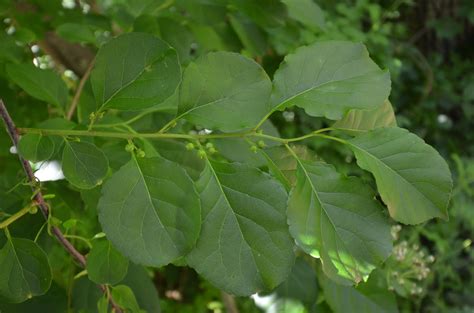 Glastonbury Bittersweet Battlers: Invasive Plants Journal: Oriental ...