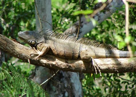 Simply Belize Jungle And Beach Tour Audley Travel Uk
