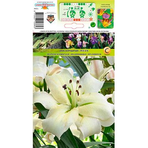 Liilia Cocossa 76318 Sibulad Osta Soodsamalt GradinaMax Ee