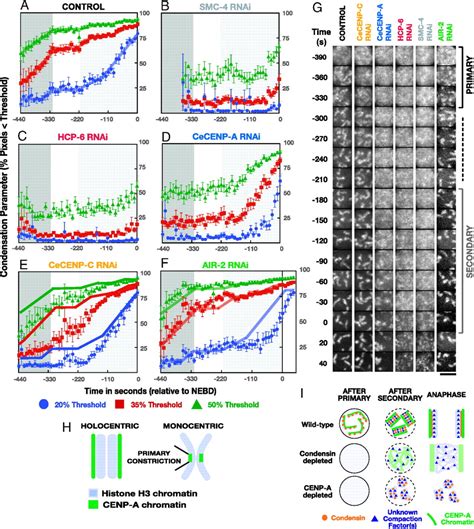 Molecular Analysis Of Mitotic Chromosome Condensation Using A