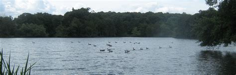 Allestree Lake, Allestree, Derby | Looks Fishy