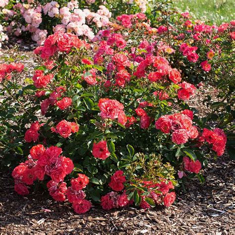 Rose Drift Coral Ground Cover Rose Sugar Creek Gardens