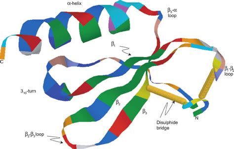 Ribbon Diagram Illustrating The Monomer Dimensional Structure Of