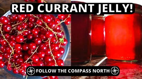 Making Fresh Red Currant Jelly Step By Step YouTube