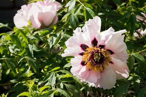 Peony Bush Paeonia Suffruticosa In Spring Stock Photo Image Of Season