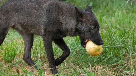 Canis Lupus 101 Wolves Feast On Watermelon For Summertime Treat Photos