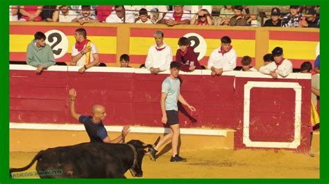 Tudela Navarra Matinal Vacas En La Plaza Viernes Julio