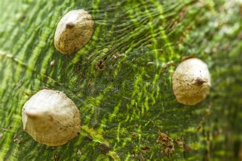 The Nature Of The Thorn Bombax Ceiba Sharp Stock Image Image Of