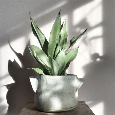 Pin by Nantia.co Greek Fonts and Grap on Greenmania | Plants, Plant ...