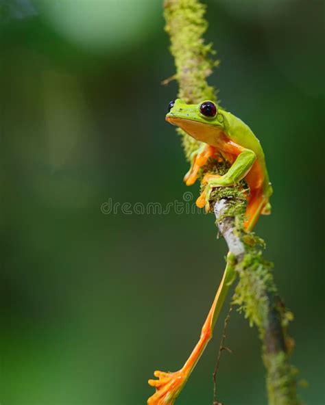 La Rana De árbol Deslizante Agalychnis Spurrelli Es Una Especie De Rana En Familia Hylidae