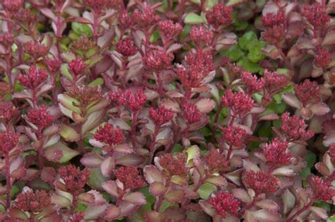 Sedum John Creech Stonecrop Grow Wild Greenery