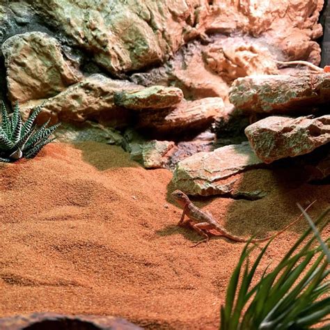 Desert Vivarium Reptile Enclosure Hewan