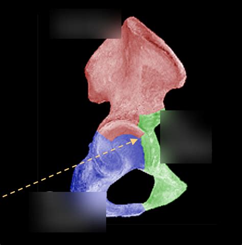 Ischium Diagram Quizlet