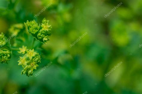 Imagen De Enfoque Selectivo De La Purga De Madera Euphorbia