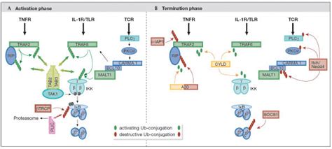 The Ubiquitin System In The Activation And Termination Phases Of