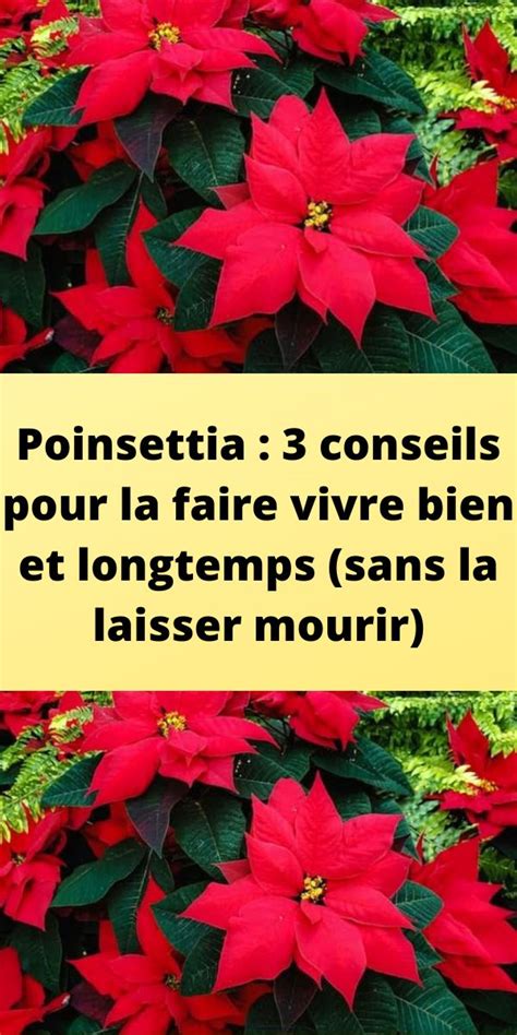 Poinsettia 3 Conseils Pour La Faire Vivre Bien Et Longtemps Sans La