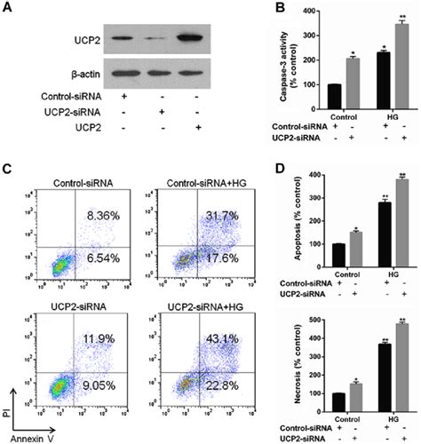 Effect Of Uncoupling Protein 2 Ucp2 Knockdown On High Glucose