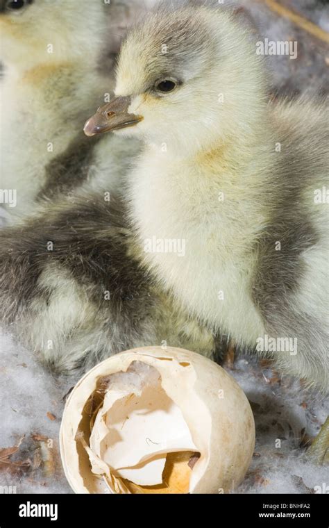 Bar Headed Goose Anser Indicus Just Hatched Gosling Still In Nest