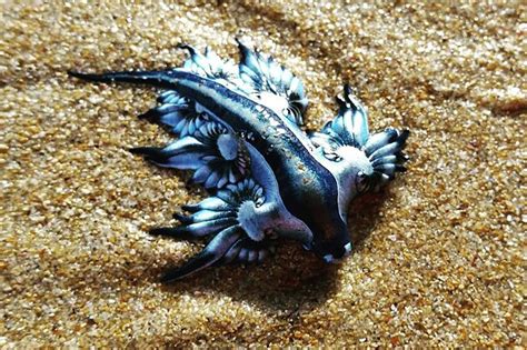 Bizarre blue sea creatures wash up on Sydney beaches