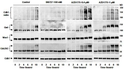 Premature Mitosis Onset Is Induced In Vivo By Treatment With AZD1775