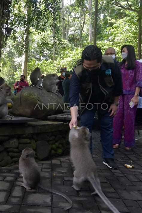 Kunjungan Menteri Bumn Di Obyek Wisata Monkey Forest Bali Antara Foto