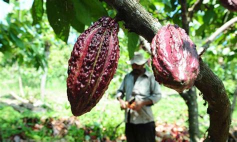 Ecuador Primer Exportador De Cacao De América Avanza En La Trazabilidad