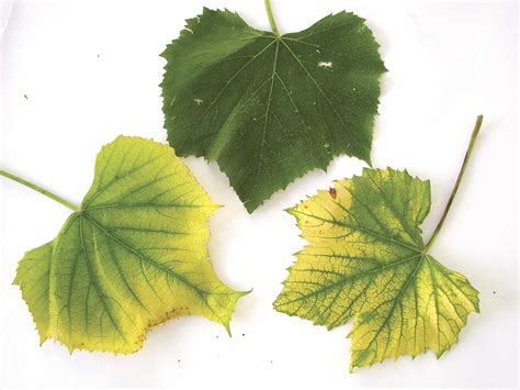 Cool Wet Soils Trigger Chlorosis Good Fruit Grower