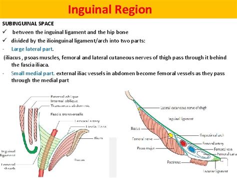 1 St Lecture Anterior Abdominal Wall And Inguinal