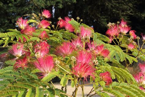 Albizia Julibrissin Rouge Selection Pan Global Plants