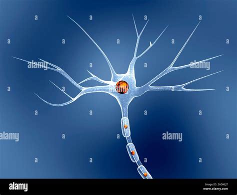 Célula Nerviosa Equipo De Ilustraciones Esta Celda También Llamado