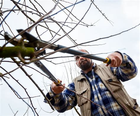 Arbres Tailler En Janvier Et Combien Vous Devrez Peut Tre Tailler