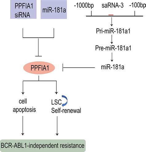 Ppfia Targeting Mir A Mimic And Sarna Overcome Imatinib Resistance