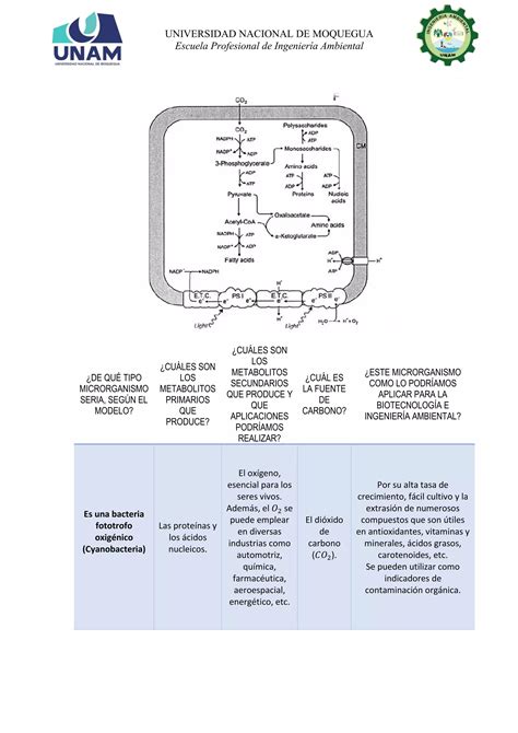 Metabolismo Microbiano PDF