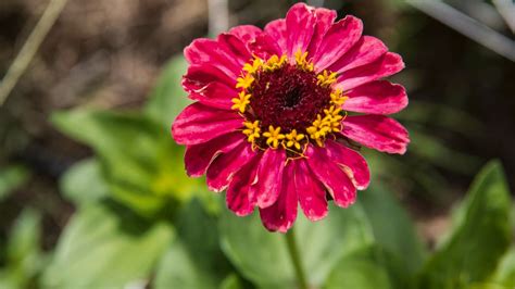 How To Start A Flower Garden: 13 Essential Steps - Bunnings Australia