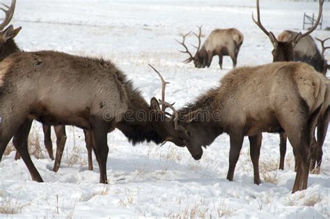 Bull Elk with Large Antlers Fighting Each Other Stock Image - Image of ...