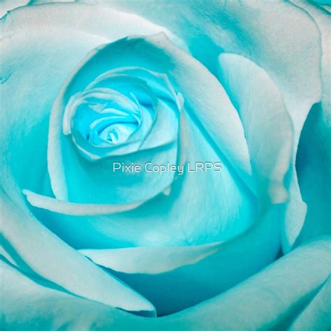 Ice Blue Rose By Pixie Copley Lrps Redbubble