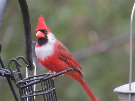 Cardinal with white spot - Birds and Blooms