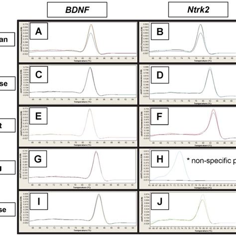 Immunohistochemical Localization Of Bdnf In The Uterus Uterine