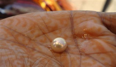 Worlds Oldest Pearl Years Old Found In Abu Dhabi