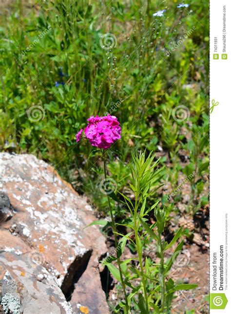 Colorful Pink Wildflower In A Field Stock Image Image Of Blooms