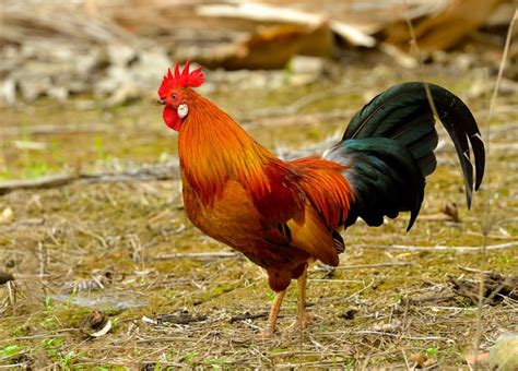 Gallic Rooster National Animal Of France - cloudshareinfo