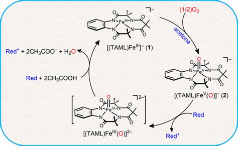 Catalytic Four Electron Reduction Of Dioxygen By Ferrocene Derivatives