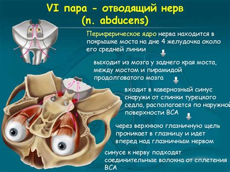Черепно-мозговые нервы. I-VI пары - презентация онлайн